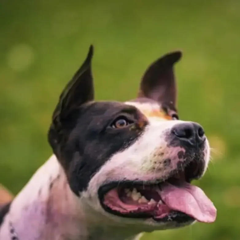 dog-day-care-fromberg-montana Happy dog enjoying day care at Paws 'N' Stripes K9 Services
