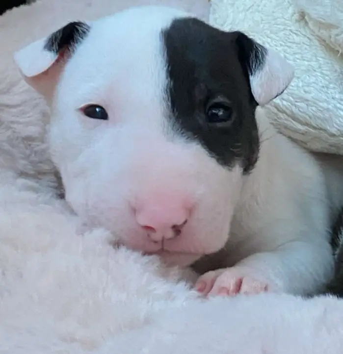 Miniature Bull Terrier from the Paws 'N' Stripes K9 Services family